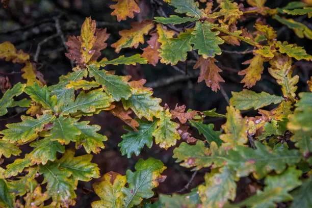 Close up photo of oak leaves in early autumn beginning to turn from green to yellow and brown.