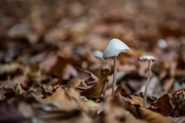 Close up photo of white mushrooms emerging from the forest floor leaf litter.  Photographed in Cheshire, United Kingdom in November.