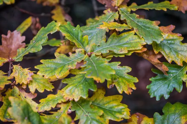 Close up photo of oak leaves in early autumn beginning to turn from green to yellow and brown.