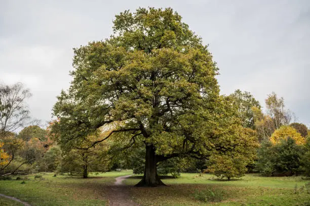 Mature oak tree with leaves turning from green to yellow in early autumn.  Photographed in United Kingdom