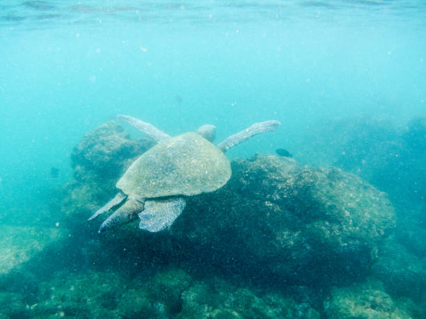 istock Punta Moreno underwater, Isabela, Galapagos islands 1357714180