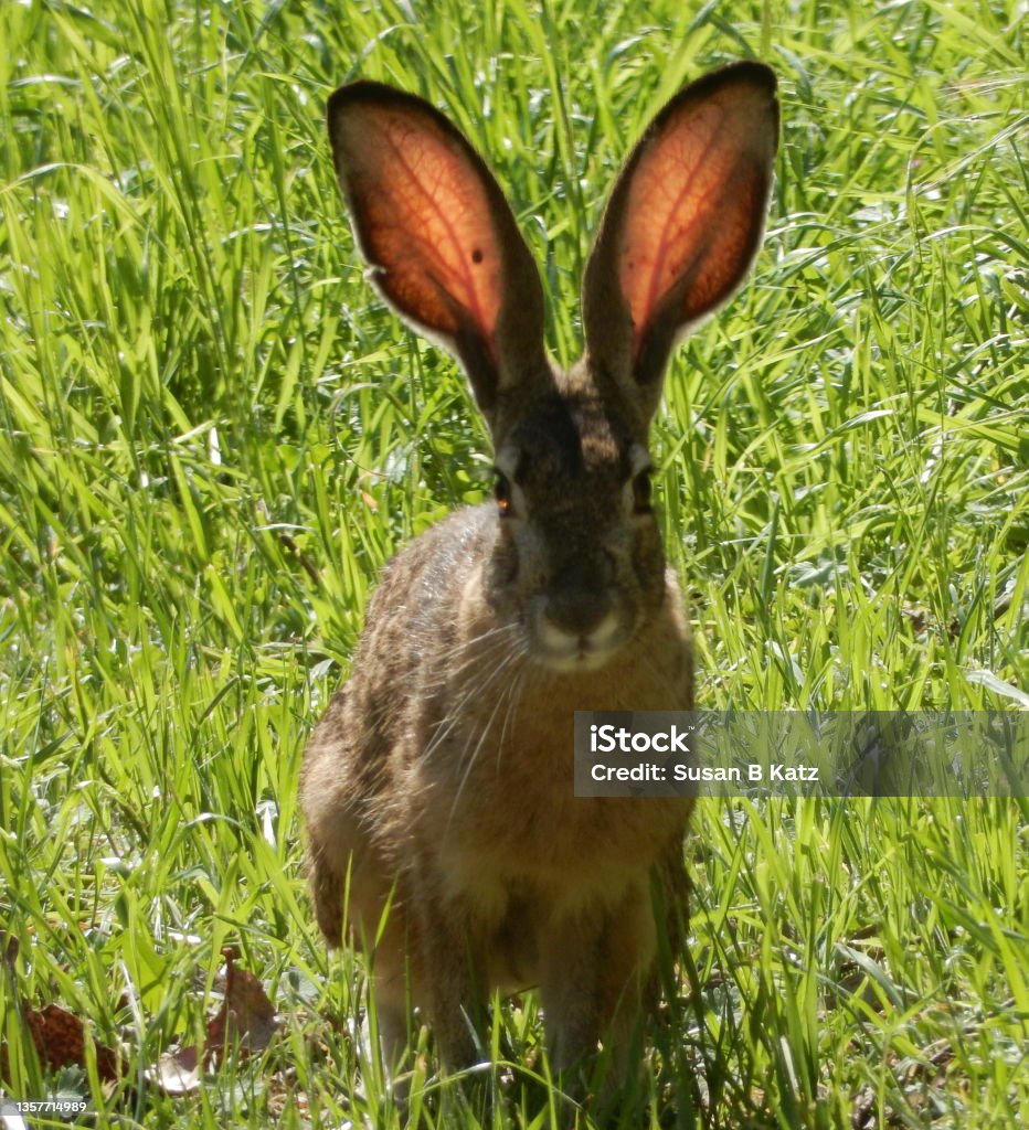Rabbit Rabbit Long-Eared Hare Color Image Stock Photo