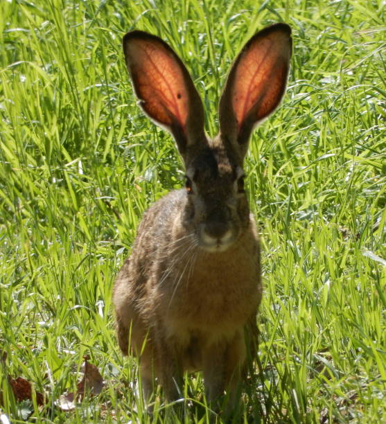Rabbit Rabbit stock photo