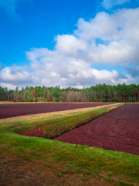Peaceful farmland landscape in Massachusetts.