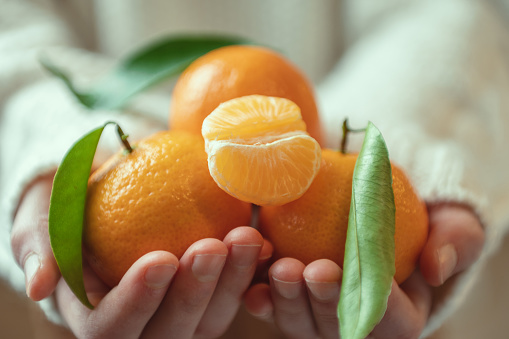 Close up photo of child hands in knitted sweater holding fresh mandarins with green leaves