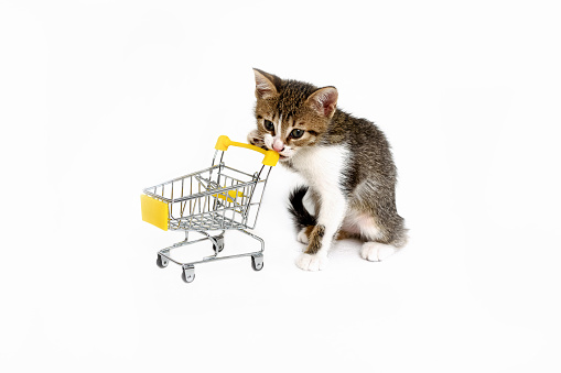 Striped kitten with a shopping basket. Licking his lips before shopping. Black Friday, sales