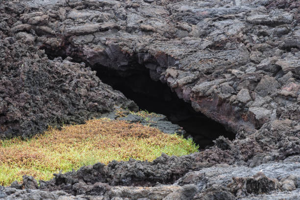 istock Punta Moreno, Isabela, Galapagos Islands 1357719281