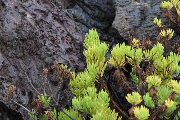 istock Punta Moreno, Isabela, Galapagos Islands 1357719475