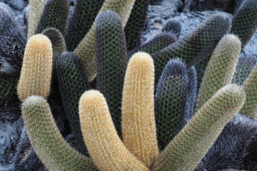 Stunning natural background featuring yellow-green cactus trunks with view of green tropical plants in background.