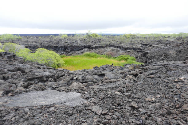 istock Punta Moreno, Isabela, Galapagos Islands 1357719757