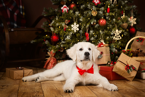 White Puppy Retriever lying down under Christmas Tree as Gift. Dog with Red Bow Tie in Home Room Decorated for New Year Winter Holiday