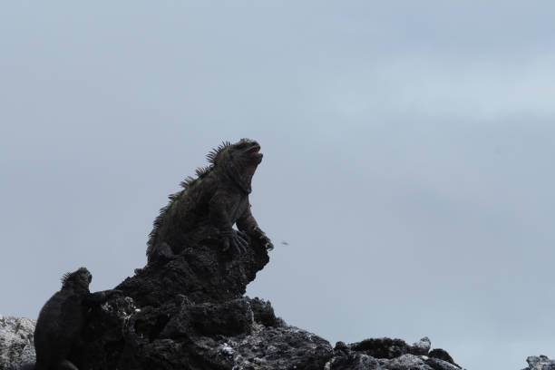 istock Punta Moreno, Isabela, Galapagos Islands 1357720791