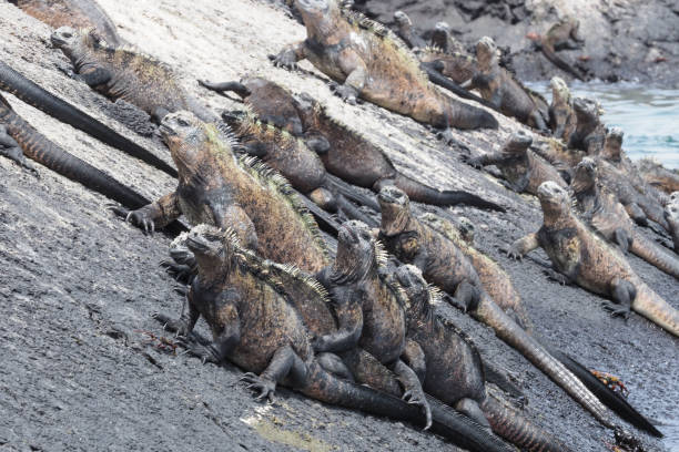 istock Punta Moreno, Isabela, Galapagos Islands 1357720893