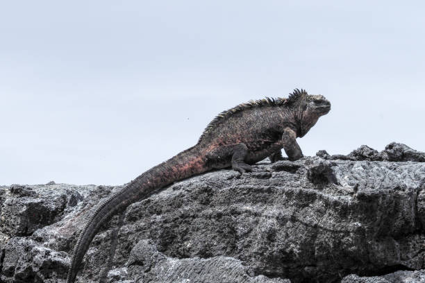 istock Punta Moreno, Isabela, Galapagos Islands 1357720915
