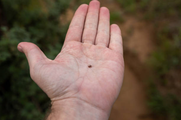 Tick in a hand Small tick in the palm of an caucasian hand erythema nodosum stock pictures, royalty-free photos & images