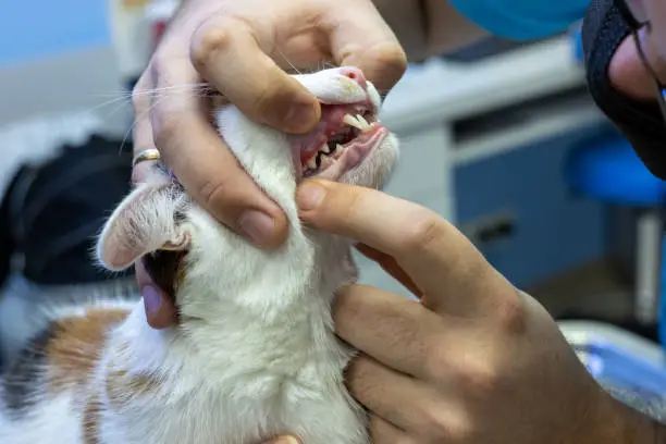 Vet dentist looking at red and swollen gums of a cat in a clinic, concept, examination and treatment of pets