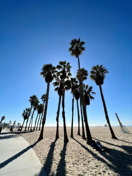 istock Venice Beach, Los Angeles, California 1357722697