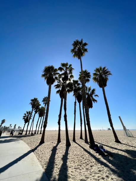 венис-бич, лос-анджелес, калифорния - palm tree california city of los angeles venice beach стоковые фото и изображения