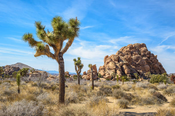 istock Joshua Tree National Park, Mojave Desert, California 1357722731