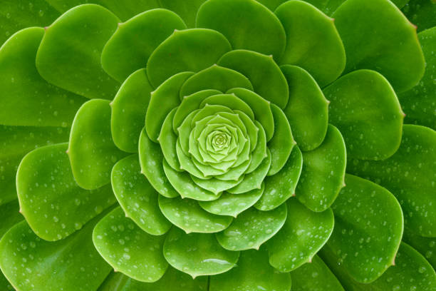 istock Close up succulents plants Aeonium arboreum with water drops 1357722916