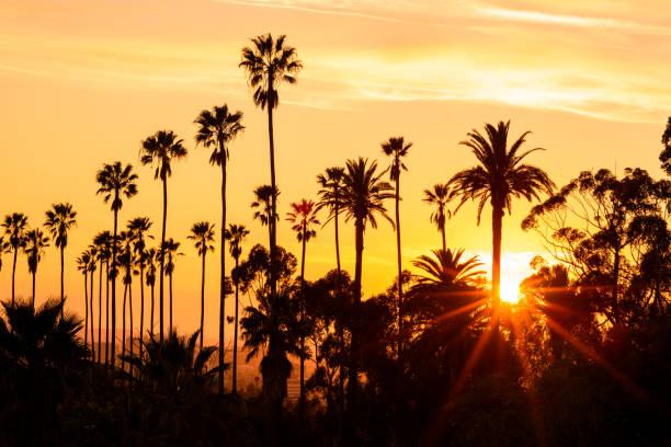 palmen vor wunderschönem sonnenuntergang in los angeles, kalifornien - los angeles county stock-fotos und bilder