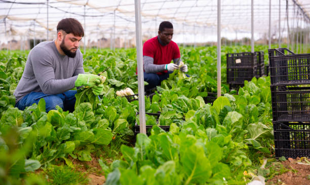 istock Workers clean ripe chard and put in boxes 1357723141