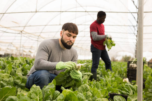 istock Young farmer harvesting Swiss chard in hothouse 1357723186
