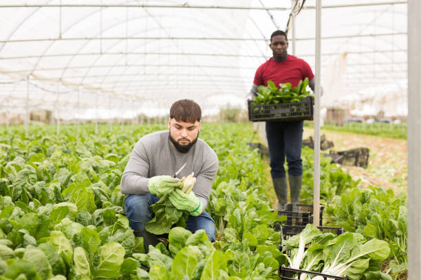 istock Young farmer harvesting Swiss chard in hothouse 1357723730