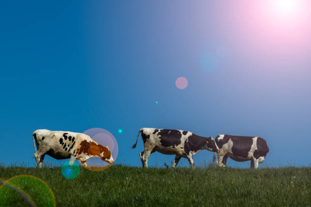 istock black and white cows up the hill on a meadow, blue sky, farmland 1357724496