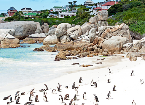 Boulder beach animal and human communities, Cape Town, Cape Peninsula, South Africa. South Africa on the southern tip of Africa is a beautiful, colourful and diverse country of varied landscapes from craggy rocky cliffs and coastline to savannah grasses of the natural wildlife parks that reflect the chequered social history and social issues of the country.