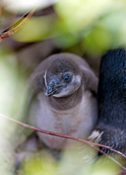 Jackass or South Jackass Penguin chick, Western Cape, South Africa Jackass or South Jackass Penguin chick in nest, Western Cape, South Africa. South Africa on the southern tip of Africa is a beautiful, colourful and diverse country of varied landscapes from craggy rocky cliffs and coastline to savannah grasses of the natural wildlife parks that reflect the chequered social history and social issues of the country. outcrop stock pictures, royalty-free photos & images