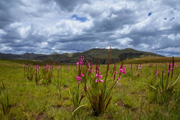 Selective focus landscape on pink flowers with mountains and clouds in the background