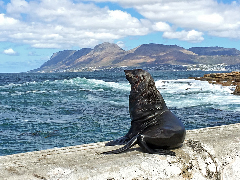 Sea Lion on sea wall surveys the coastline, Western Cape, South Africa. South Africa on the southern tip of Africa is a beautiful, colourful and diverse country of varied landscapes from craggy rocky cliffs and coastline to savannah grasses of the natural wildlife parks that reflect the chequered social history and social issues of the country.