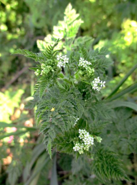 burr chervil (fr: cerfoglio da frutto comune, anthrisk comune) (anthriscus caucalis) - green food chervil herb foto e immagini stock