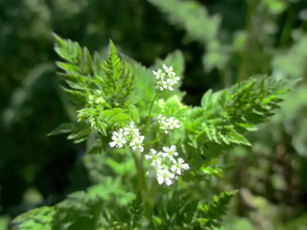 Detail of the juvenile flowers and foliage of a vulgar chervil with glabrous fruits (Anthriscus caucalis). Blurred vegetation in the background. Bourgogne-franche-Comté, France. April 2021