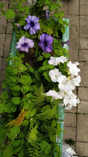 istock plants flowers different in city flower beds 1357727191