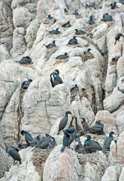 istock Cormorants on a cliff, Western Cape, South Africa 1357727464