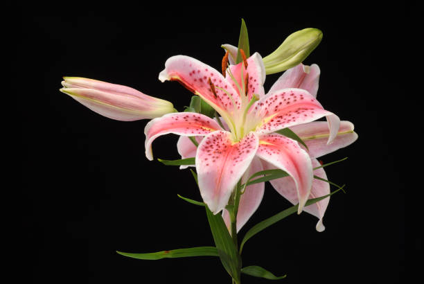 istock Amarilis flower on black background. 1357727665