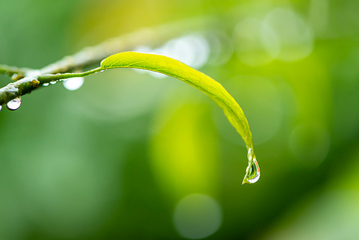 Drop of water dripping from leaf on blurred green background.