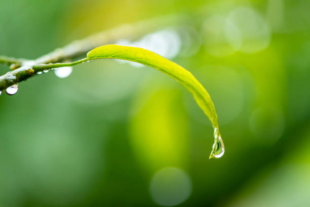Drop of water dripping from leaf on blurred green background. stock photo