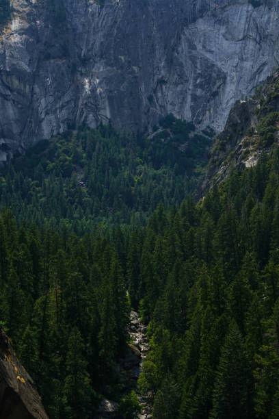 istock Lush green trees inside Yosemite National Park 1357727815