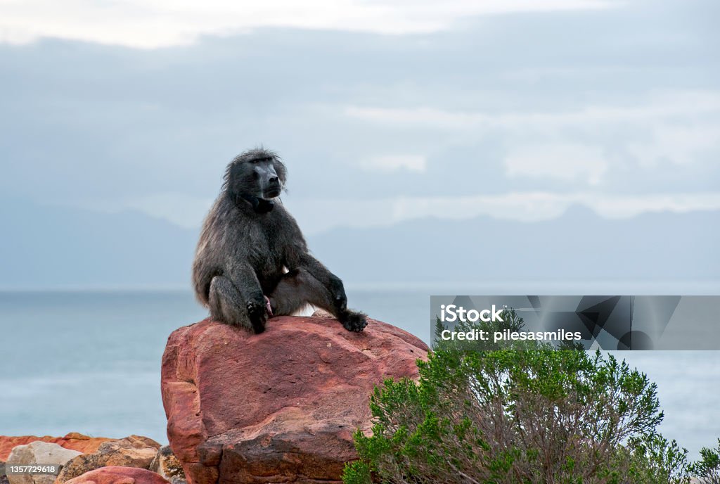 Solitary Chacma or Cape Baboon, Western Cape, South Africa. Chacma or Cape Baboon, Western Cape, South Africa. South Africa on the southern tip of Africa is a beautiful, colourful and diverse country of varied landscapes from craggy rocky cliffs and coastline to savannah grasses of the natural wildlife parks that reflect the chequered social history and social issues of the country. Baboon Stock Photo