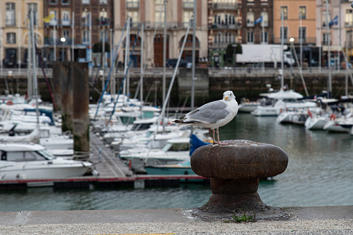 Seagull on the fishing port of the city of Dieppe in Normandy, France