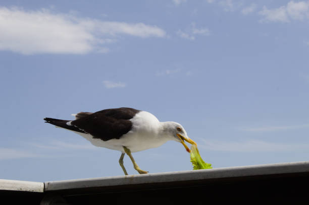 istock Seagull on a beach pier waiting to fish 1357730858