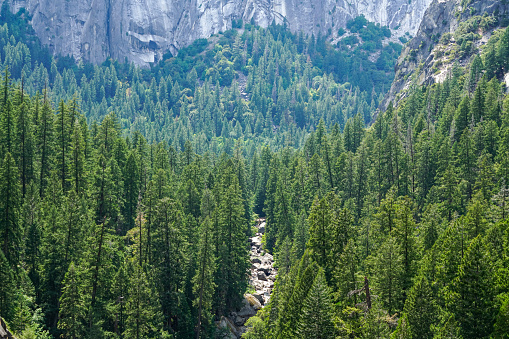 Wide shot of tall green trees in Yosemite National Park in CA
