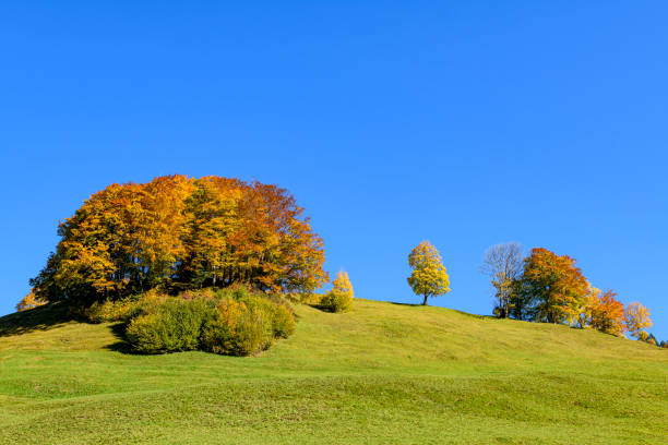 Colorful trees on a hill in autumn
