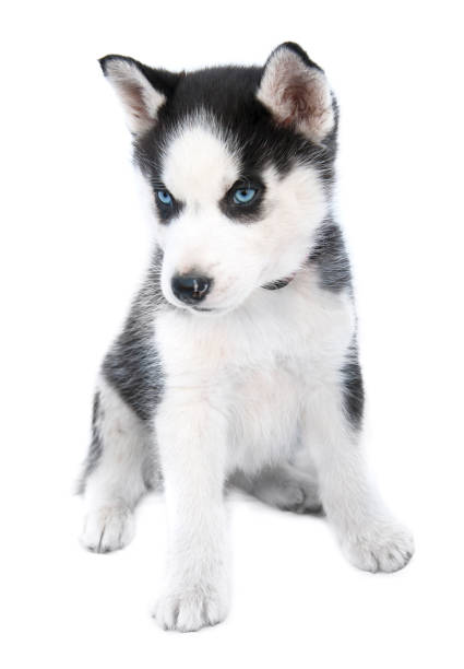 istock siberian husky puppy 1357734355