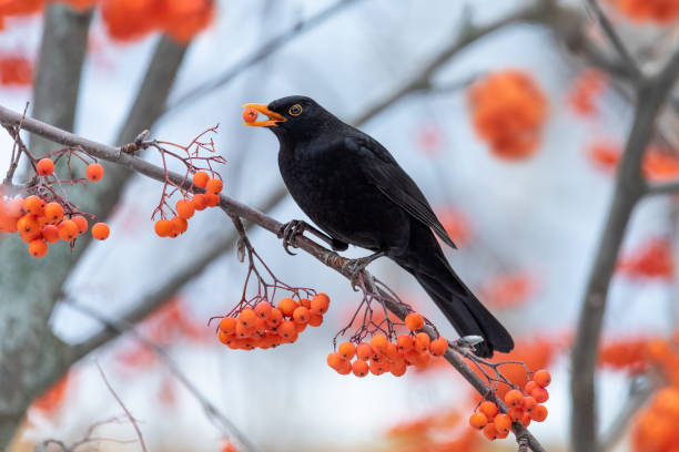 istock Blackbird eating the fruit of the rowan tree perched on its branches 1357735251