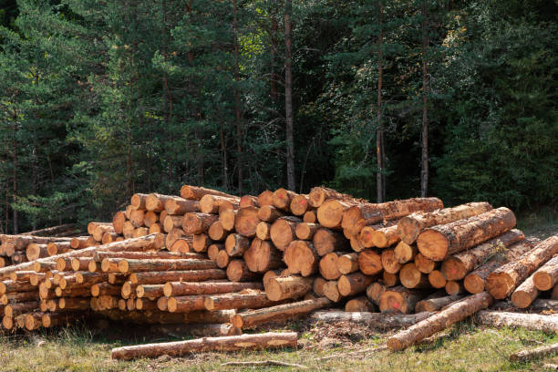 istock Pile of logs in the forest. Forest management 1357735798