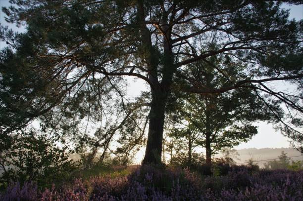 istock Sunrise over the Brunssummerheide 1357736107